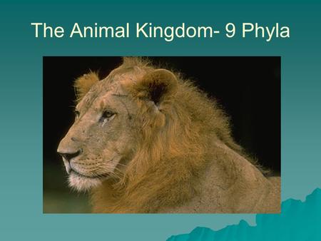 The Animal Kingdom- 9 Phyla. Terminology  Symmetry- –Divisible into similar halves.