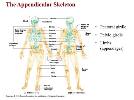 The Appendicular Skeleton Copyright © 2003 Pearson Education, Inc. publishing as Benjamin Cummings Pectoral girdle Pelvic girdle Limbs (appendages)