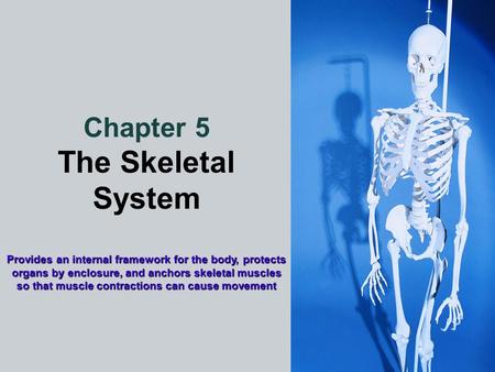 Chapter 5 The Skeletal System Provides an internal framework for the body, protects organs by enclosure, and anchors skeletal muscles so that muscle contractions.