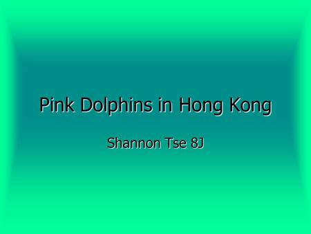Pink Dolphins in Hong Kong