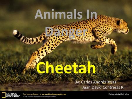 Animals In Danger Cheetah By: Carlos Andrés Rojas Juan David Contreras R.
