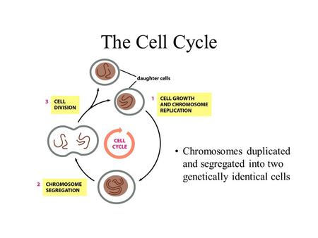 The Cell Cycle Chromosomes duplicated and segregated into two genetically identical cells.
