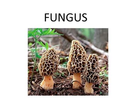 FUNGUS. Fungus – Structure and Function Fungus have body structures and modes of reproduction unlike other eukaryotic organisms.