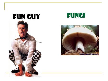Fungi Fun Guy. What is a fungus? Fungus: singular, fungi: plural Heterotrophs: obtain food from living and non-living organisms Use spores to reproduce.