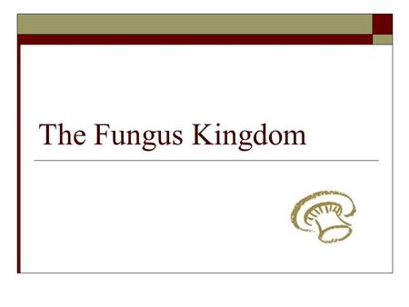 The Fungus Kingdom. Welcome to the Fungus Kingdom!  Activity: Watch this video clip and write down all the different references made to fungi  “Fungus.