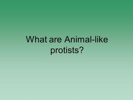 What are Animal-like protists?. Animal-Like Protists Called Protozoas Single-celled Some parasites 4 Groups: amoebalike protists, flagellates, cilliates,