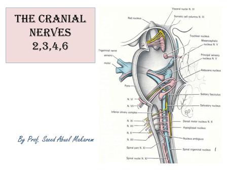 The Cranial Nerves 2,3,4,6 By Prof. Saeed Abuel Makarem.