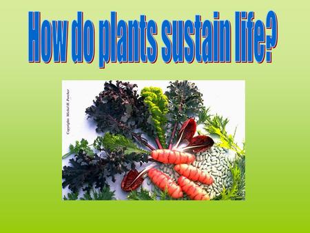 How do plants sustain life?