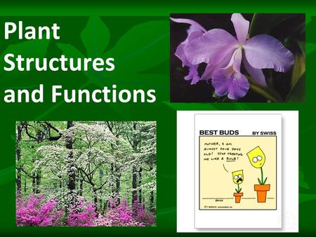 Plant Structures and Functions. Structures and Functions Structure- means a part. Examples: roots, stems, and leaves. Function- means a job.