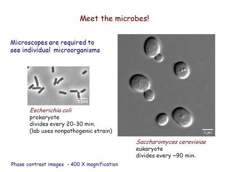 Meet the microbes! Microscopes are required to see individual microorganisms 2 µm Escherichia coli prokaryote divides every 20-30 min. (lab uses nonpathogenic.