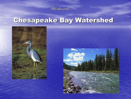 All about the….. Chesapeake Bay Watershed. About the Watershed…..  The Chesapeake Bay Watershed is the biggest of 130 estuaries in the U.S. and include.