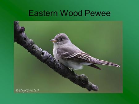 Eastern Wood Pewee. Osprey Blue-Winged Teal Purple Finch.