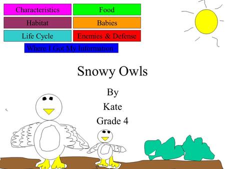 Snowy Owls By Kate Grade 4 Characteristics Habitat Life Cycle Food Babies Enemies & Defense Where I Got My Information.