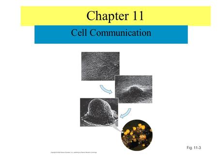 Fig. 11-3 Chapter 11 Cell Communication. Please note that due to differing operating systems, some animations will not appear until the presentation is.