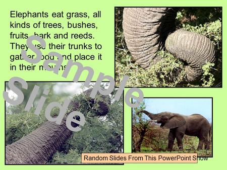 Elephants eat grass, all kinds of trees, bushes, fruits, bark and reeds. They use their trunks to gather food and place it in their mouths.. Sample Slide.