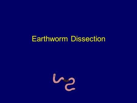 Earthworm Dissection.