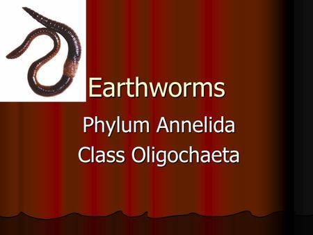 Earthworms Phylum Annelida Class Oligochaeta. Where do earthworms live? They live in burrows in the dirt They live in burrows in the dirt They tunnel.