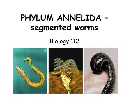 PHYLUM ANNELIDA – segmented worms