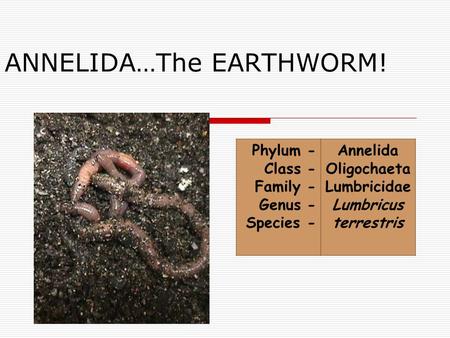 ANNELIDA…The EARTHWORM! Phylum - Class - Family - Genus - Species - Annelida Oligochaeta Lumbricidae Lumbricus terrestris.