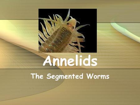 Annelids The Segmented Worms.