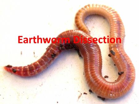 Earthworm Dissection. Lumbricus terrestris Kingdom: Animalia Phylum: Annelida.