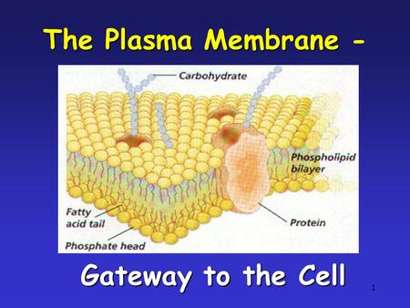 1 The Plasma Membrane The Plasma Membrane - Gateway to the Cell.