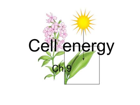 Cell energy Ch.9. All living organisms must be able to produce energy, store the energy for future use and use energy.