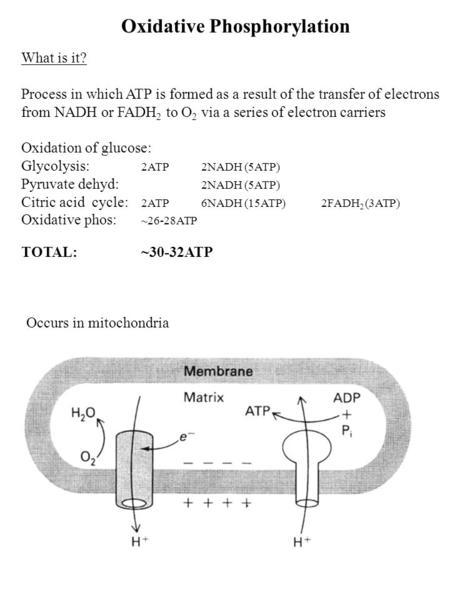Oxidative Phosphorylation What is it? Process in which ATP is formed as a result of the transfer of electrons from NADH or FADH 2 to O 2 via a series of.