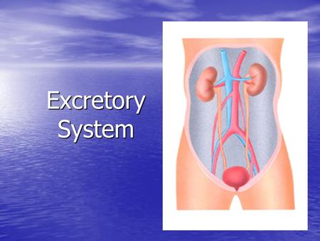 Excretory System.