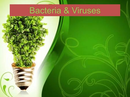 Bacteria & Viruses. DO NOW: What are the characteristics of viruses? Bacteria? What kingdom do each of these belong? Are they living? Why or why not ?