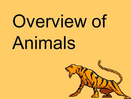 Overview of Animals. Animals are… Eukaryotes Multicellular Consumers.