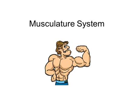Musculature System.
