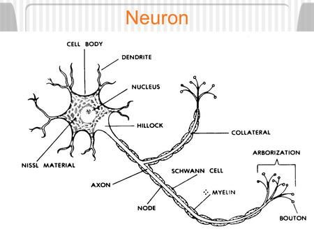 Neuron Motor Unit Is one motor neuron and all muscle fibers its branches innervate. Delicate control - a few muscle fibers per motor unit. Stimulates.