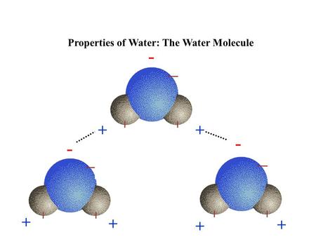 Properties of Water: The Water Molecule + - - - + + + + +