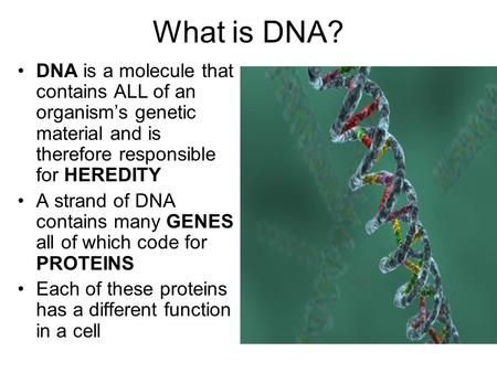What is DNA? DNA is a molecule that contains ALL of an organism’s genetic material and is therefore responsible for HEREDITY A strand of DNA contains many.