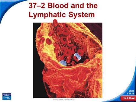 End Show Slide 1 of 34 Copyright Pearson Prentice Hall 37–2 Blood and the Lymphatic System.