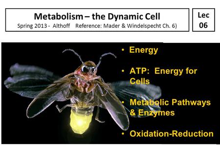 Energy ATP: Energy for Cells Metabolic Pathways & Enzymes Oxidation-Reduction Metabolism – the Dynamic Cell Spring 2013 - Althoff Reference: Mader & Windelspecht.