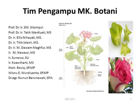 Tim Pengampu MK. Botani Prof. Dr. Ir. SM. Sitompul Prof. Dr. Ir. Tatik Wardiyati, MS Dr. Ir. Ellis Nihayati, MS. Dr. Ir. Titik Islami, MS. Dr. Ir. M. Dawam.