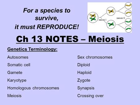Ch 13 NOTES – Meiosis For a species to survive, it must REPRODUCE! Genetics Terminology: AutosomesSex chromosomes Somatic cellDiploid GameteHaploid KaryotypeZygote.