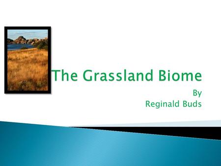 By Reginald Buds The Grasslands are found between the deserts and the forests. The Grasslands do not have very much trees or sand. So it isn’t like the.