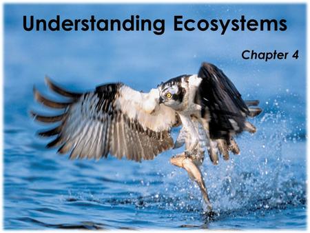 Understanding Ecosystems Chapter 4. Lesson 1 Vocabulary  Environment — all of the living and nonliving things that affect an organism.  Ecosystem —