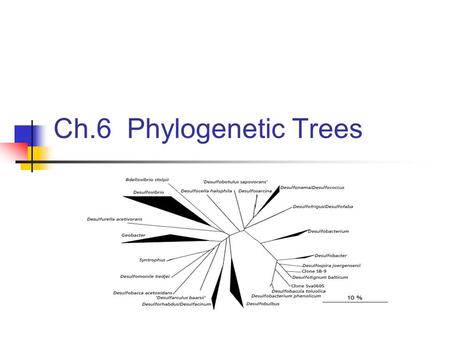 Ch.6 Phylogenetic Trees 2 Contents Phylogenetic Trees Character State Matrix Perfect Phylogeny Binary Character States Two Characters Distance Matrix.
