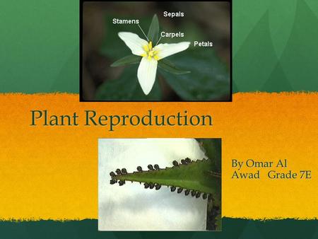 Plant Reproduction By Omar Al Awad Grade 7E. Asexual Reproduction Asexual reproduction is the formation of new individuals from the cell of a single parent.