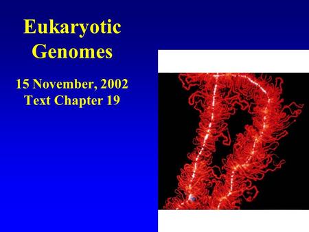 Eukaryotic Genomes 15 November, 2002 Text Chapter 19.