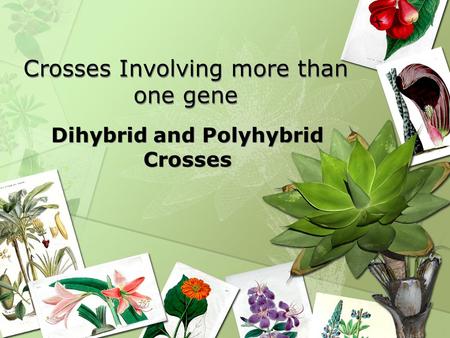 Crosses Involving more than one gene Dihybrid and Polyhybrid Crosses.