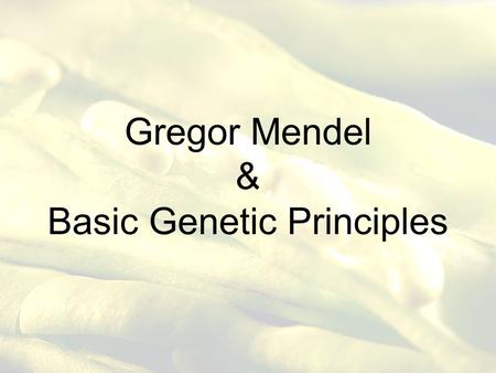Gregor Mendel & Basic Genetic Principles. Who is Gregor Mendel? Austrian Monk that experimented with pea plants. He discovered the basic principles of.