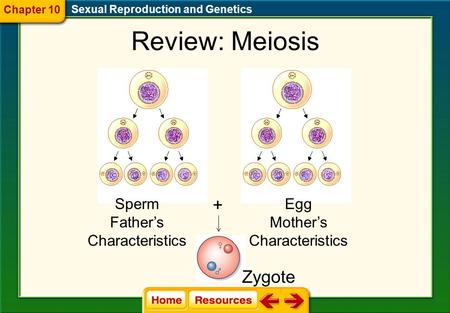Review: Meiosis Sperm Father’s Characteristics Egg Mother’s Characteristics + Zygote Sexual Reproduction and Genetics Chapter 10.