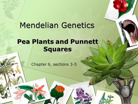 Mendelian Genetics Pea Plants and Punnett Squares Chapter 6, sections 3-5.