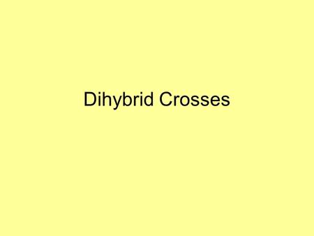 Dihybrid Crosses. Let’s review So far, we have looked only at different types of monohybrid crosses –the inheritance of only ONE trait at a time –Ex: