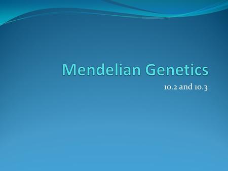 10.2 and 10.3. The Father of Genetics Gregor Mendel- Austrian Monk and Plant breeder Used pea plants to study how traits were inherited(heredity) Mendel.
